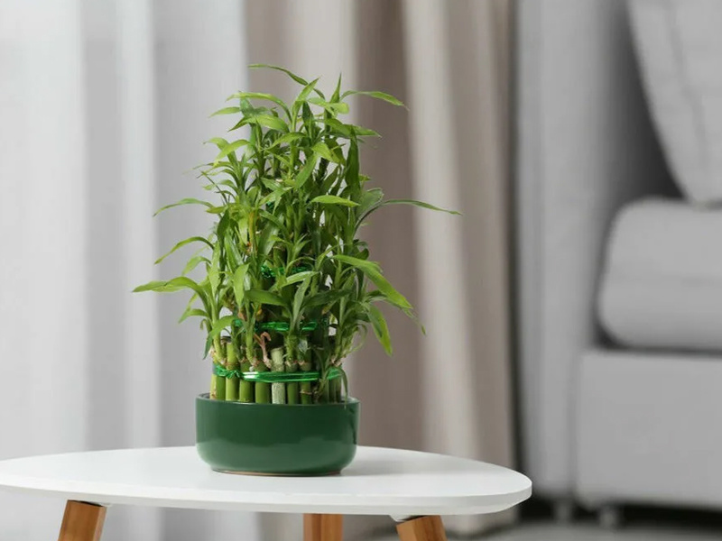 Lotus Bamboo Ideal for Small Spaces, Offering Both Beauty and Function
