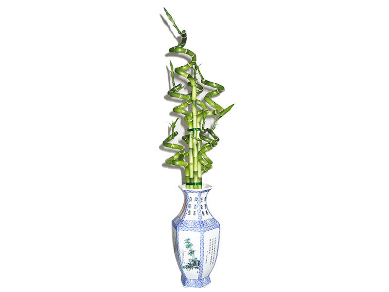 Lucky bamboo Spiral bamboo