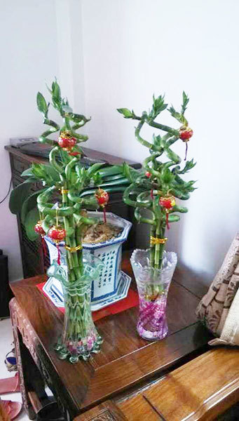 Lucky bamboo Spiral bamboo