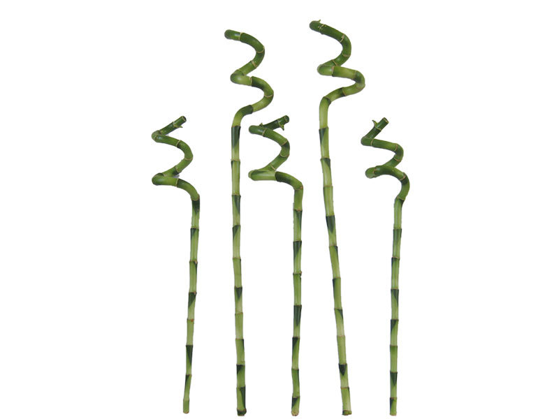 Lucky bamboo Spiral bamboo
