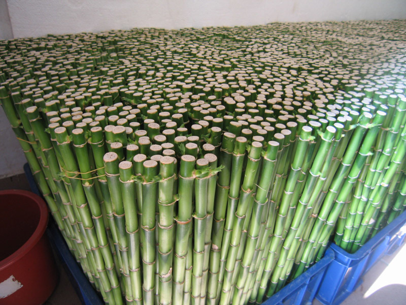 Straight bamboo