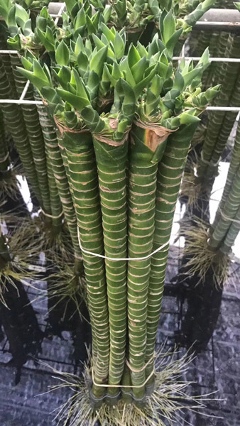 Lotus bamboo