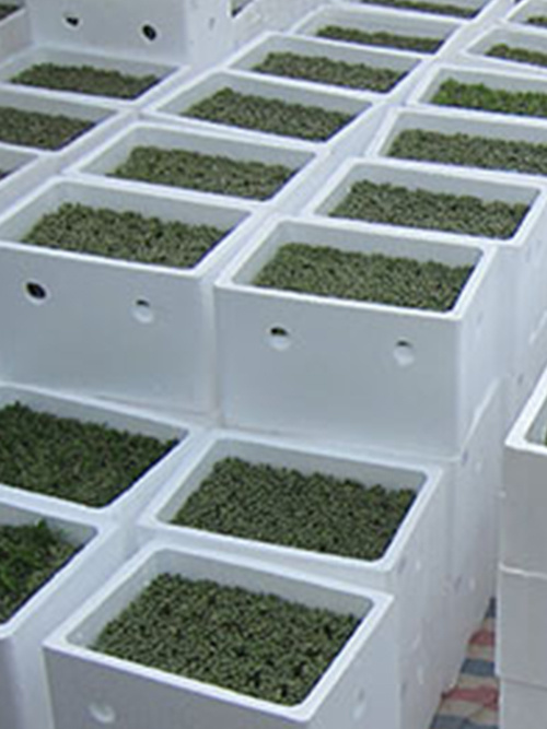 Packing and export