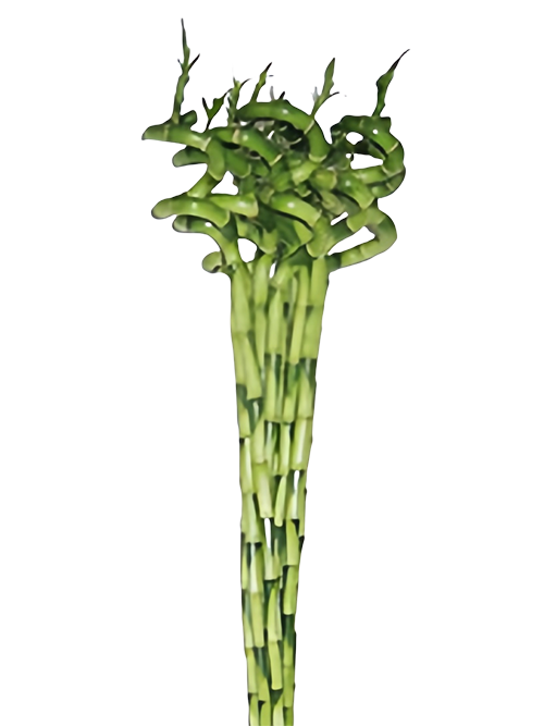 Spiral bamboo