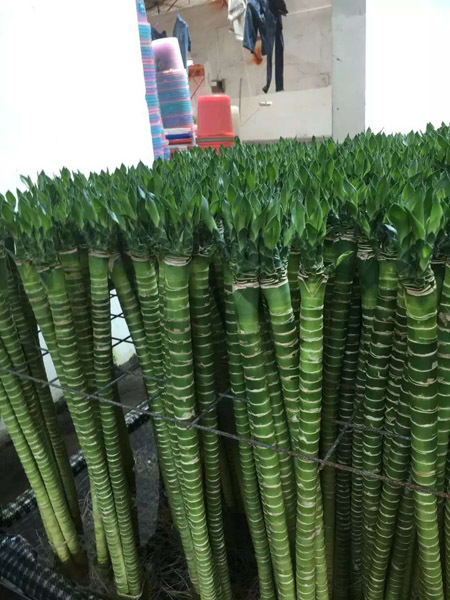 Lotus bamboo