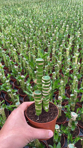 Lotus bamboo