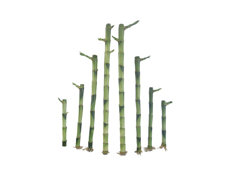 Lucky bamboo Straight bamboo