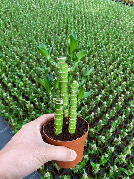 Lotus bamboo