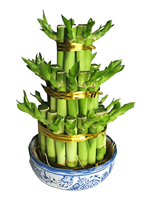 Tower bamboo