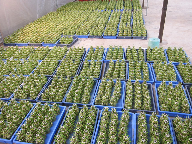 Tower bamboo