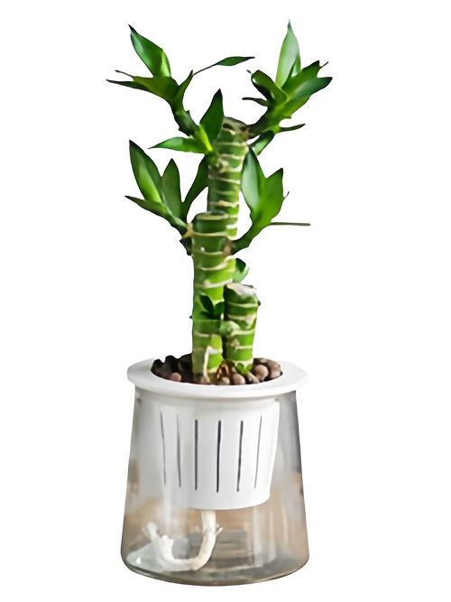 Lotus bamboo