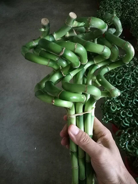 Lucky bamboo Spiral bamboo