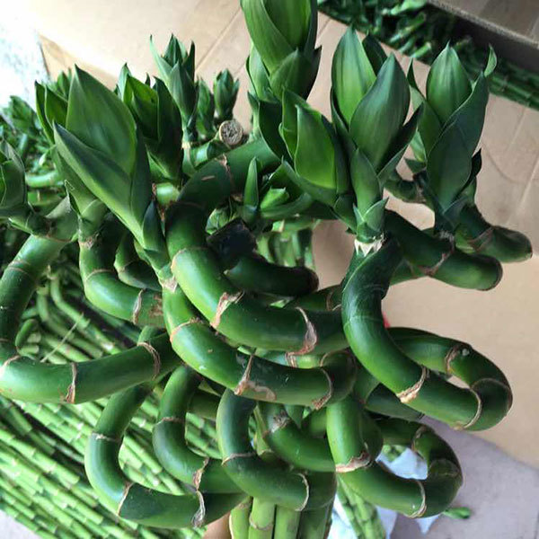 Lucky bamboo Spiral bamboo