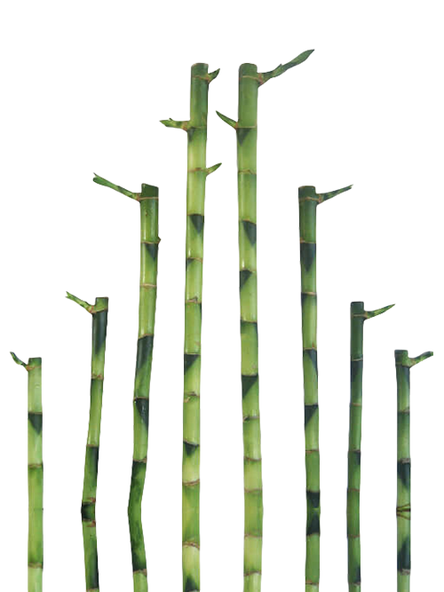 Straight bamboo