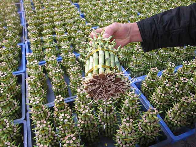 Tower bamboo （Three layers）