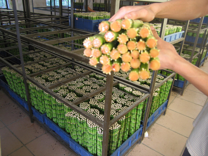 Straight bamboo