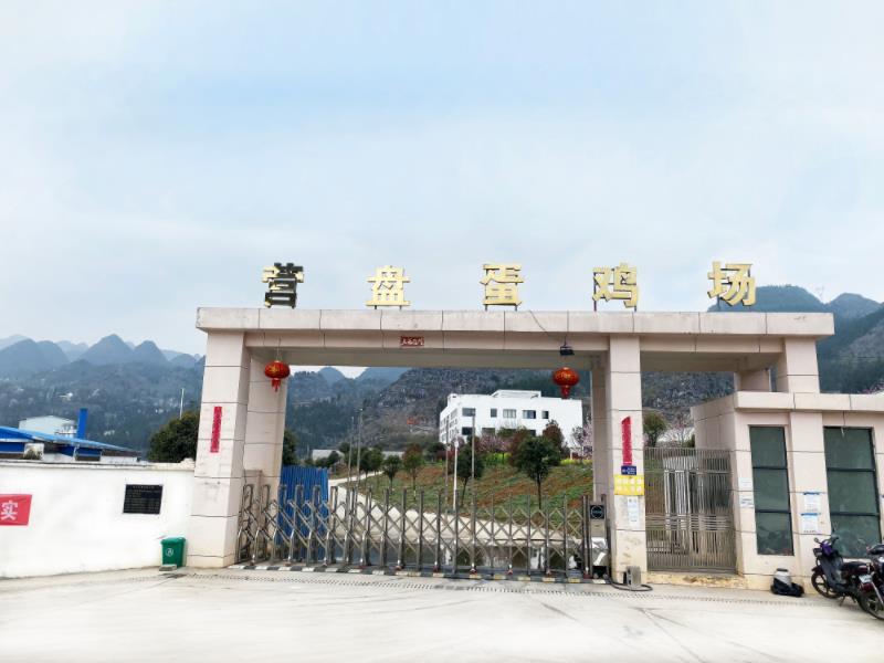 營(yíng)盤(pán)鄉(xiāng)桃花蛋雞項(xiàng)目
