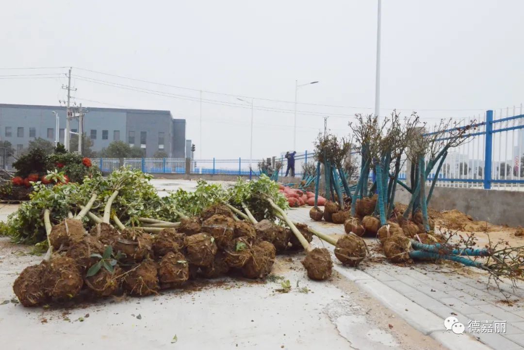 Spring returns to the earth and all things revive; it's the perfect time to plant trees and add greenery! The DeJiali Group is organizing a tree-planting event for Arbor Day.
