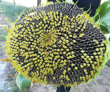 內(nèi)蒙集寧察哈爾右翼后期葵花效果