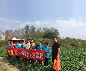 安徽太和縣紅芋效果觀摩