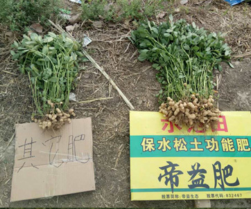  河南寧陵花生效果