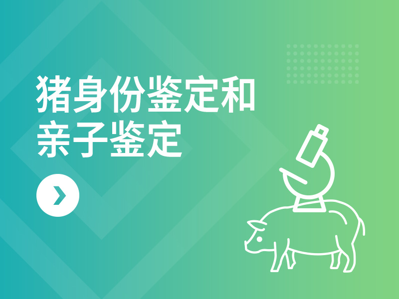 猪身份鉴定和亲子鉴定