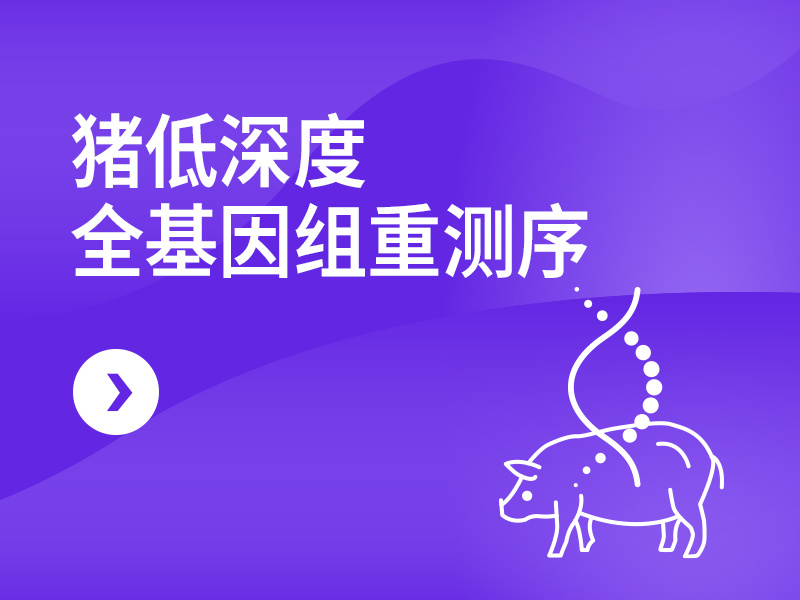 猪低深度全基因组重测序