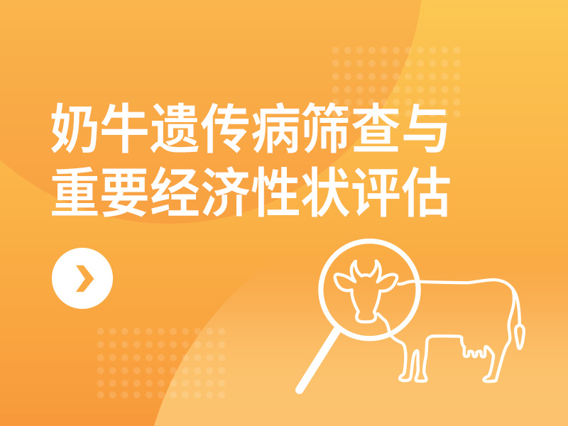 奶牛遗传病筛查与重要经济性状评估