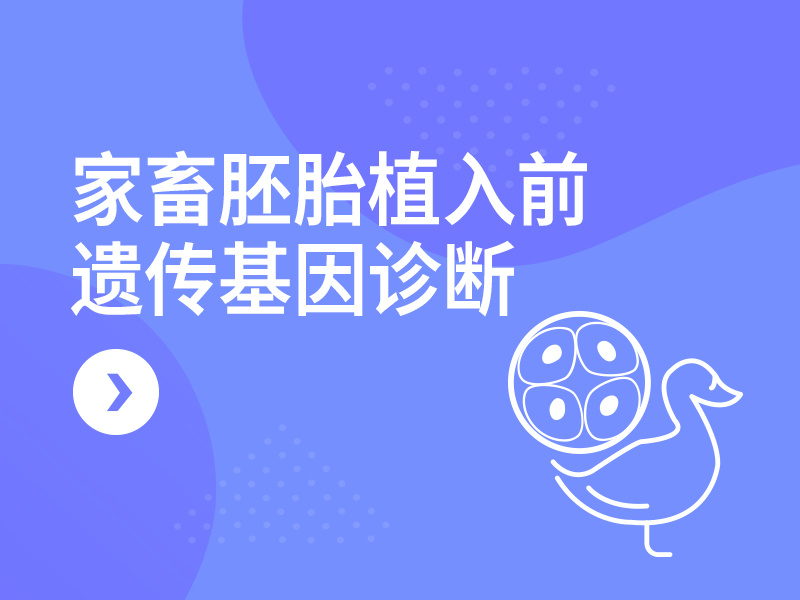家畜胚胎植入前遗传基因诊断