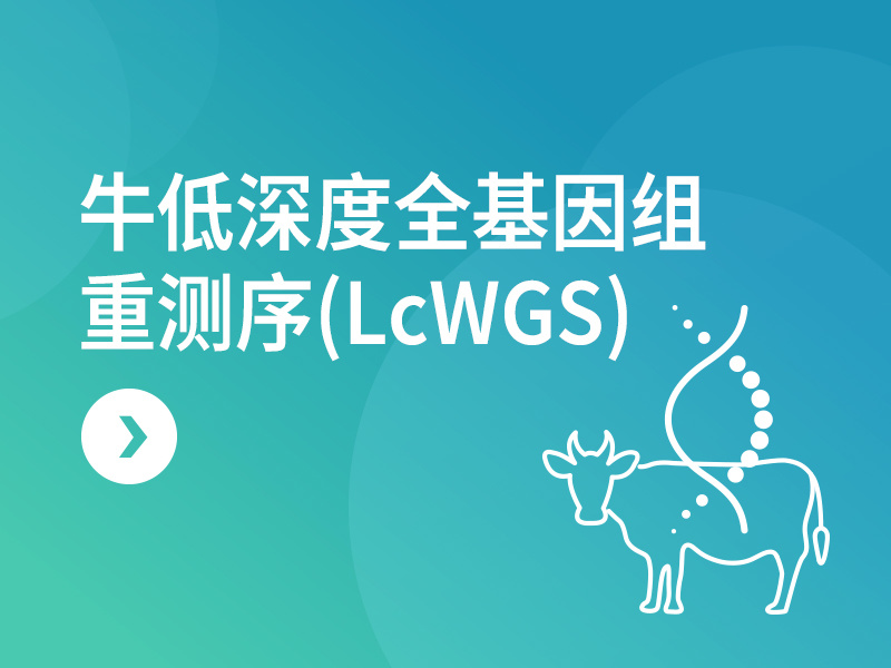 牛低深度全基因组重测序(LcWGS)