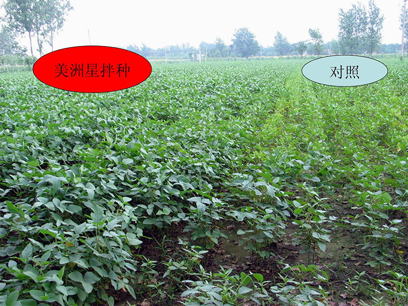 美洲星的效果