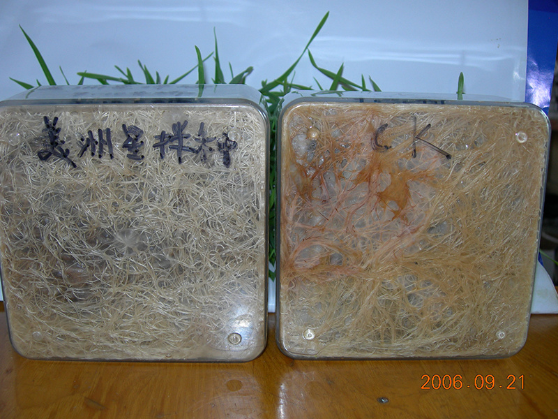 美洲星拌種的效果