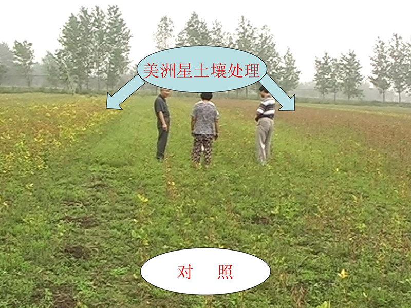 新美洲星土壤的效果