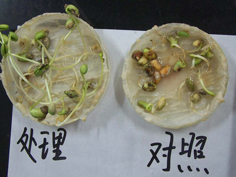 大豆發(fā)芽試驗