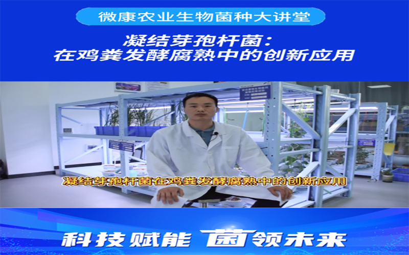 凝结芽孢杆菌：在鸡粪发酵腐熟中的创新应用