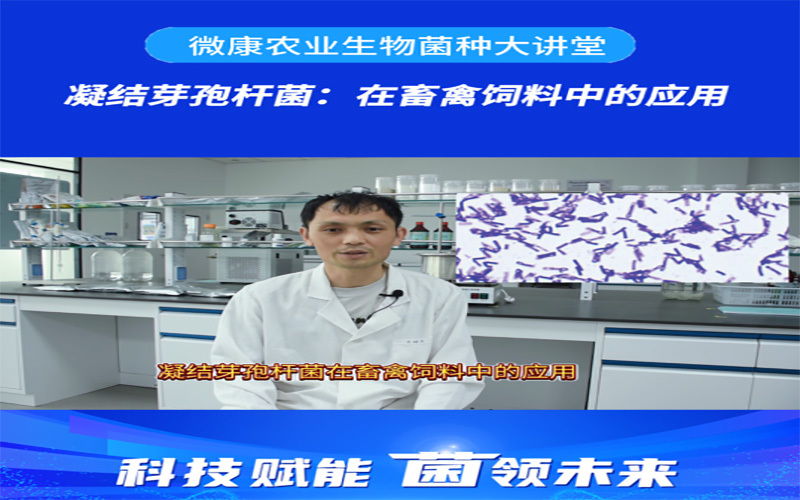 凝结芽孢杆菌:在畜禽饲料中的应用