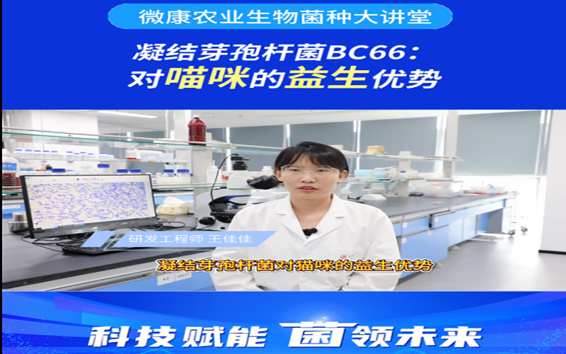 凝结芽孢杆菌BC66：对猫咪的益生优势