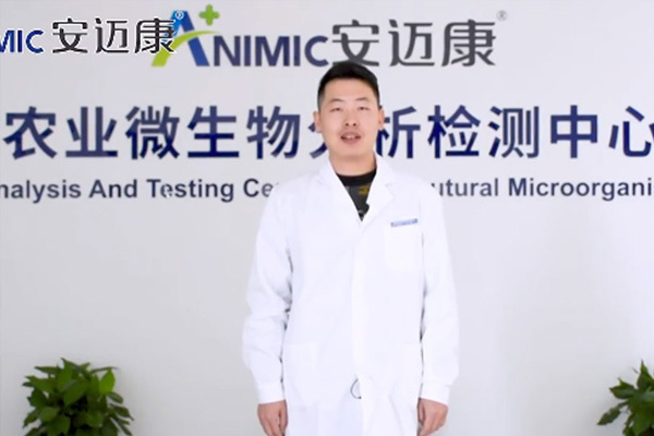 安迈康菌种知识大讲堂|乳酸片球菌真假鉴别！