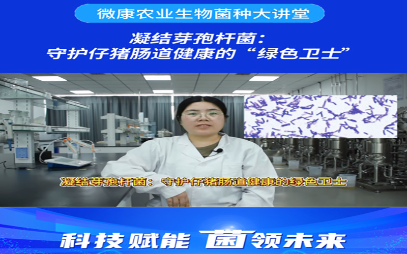凝结芽孢杆菌：守护仔猪肠道健康的“绿色卫生”