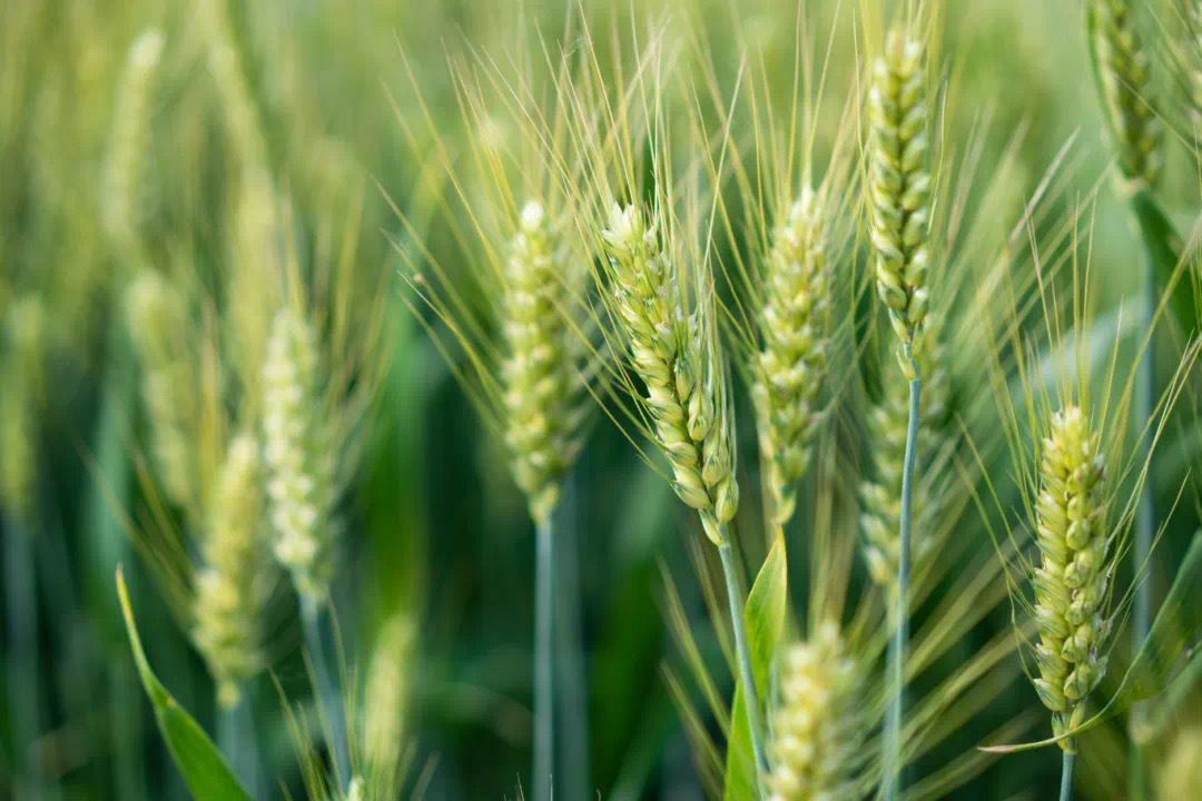 从种子到丰收：微康农业生物小麦拌种剂守护大国粮仓