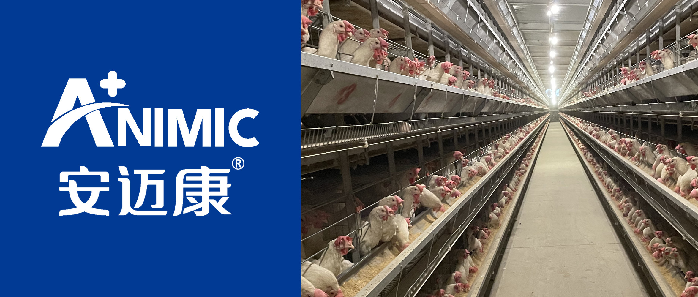 安迈康示范产品|蛋常康在改善蛋鸡次品蛋率、提升鸡蛋品质中的应用