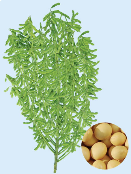 遼豆32