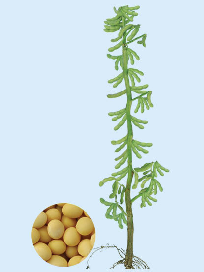 綏農(nóng)14