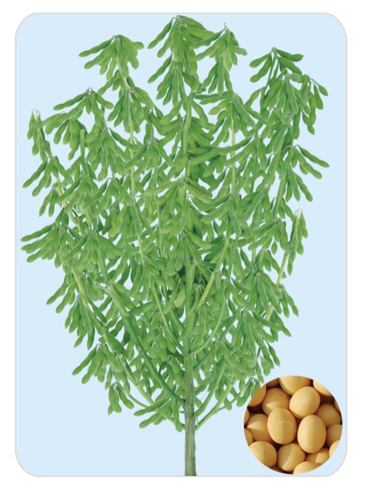開豆18