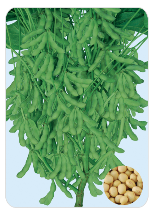福豆8