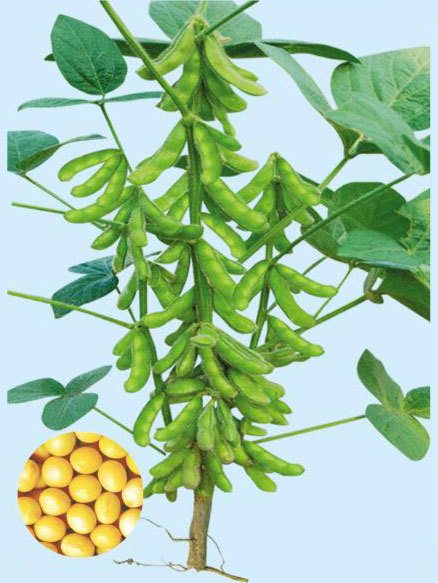 新豐一號(hào)
