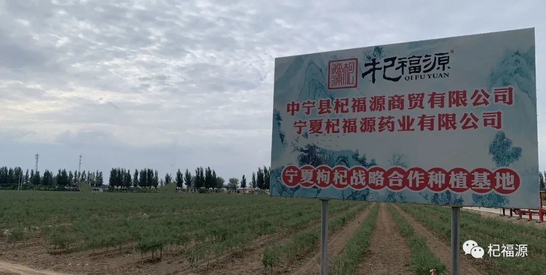 杞福源-宁夏中宁的枸杞结果了