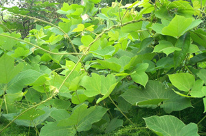 Kudzu Root P. E