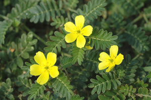 Tribulus Terrestris P. E.