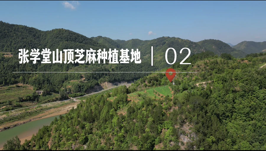 張學堂山頂芝麻基地2號 張學堂山頂芝麻基地2號